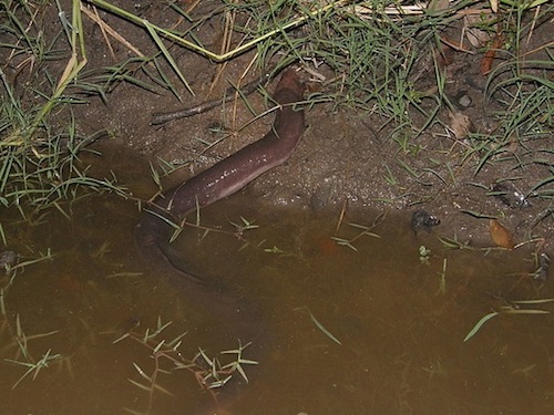 Three Toed Amphiuma For Sale, Three Toed Amphiuma For Sale Near Me, Three Toed Amphiuma For Sale Cheap, Three Toed Amphiuma For Sale Canda, Three Toed Amphiuma For Sale Europe, Three Toed Amphiuma For Sale Uk, Three Toed Amphiuma For Sale Usa, Baby Three Toed Amphiuma For Sale